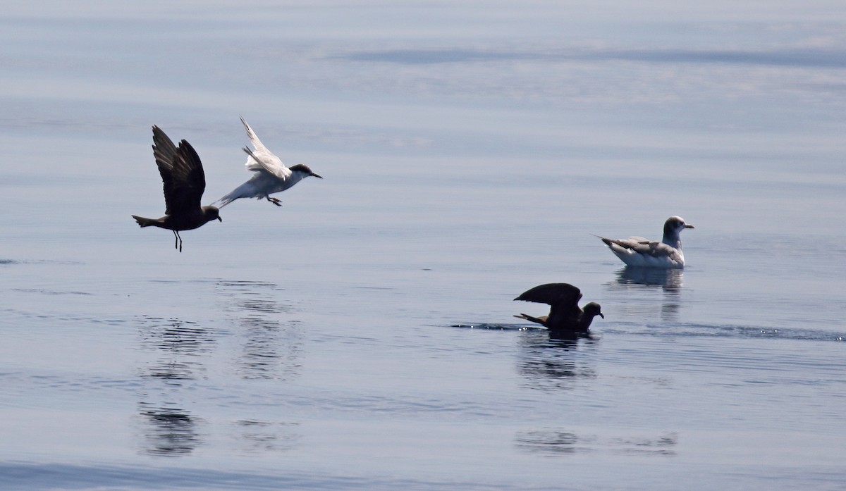 Sabine's Gull - Daniel López-Velasco | Ornis Birding Expeditions