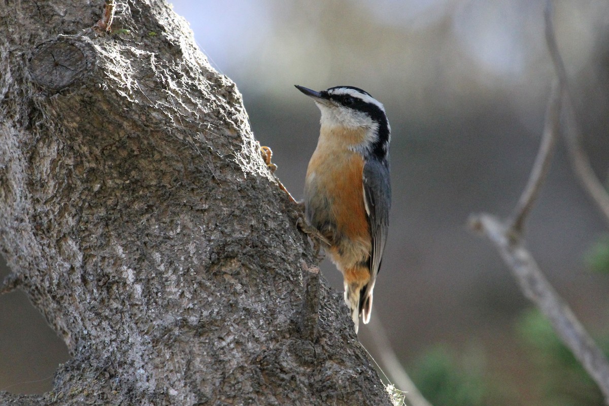 Red-breasted Nuthatch - ML182804231
