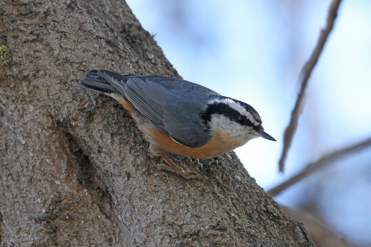Red-breasted Nuthatch - ML182804251