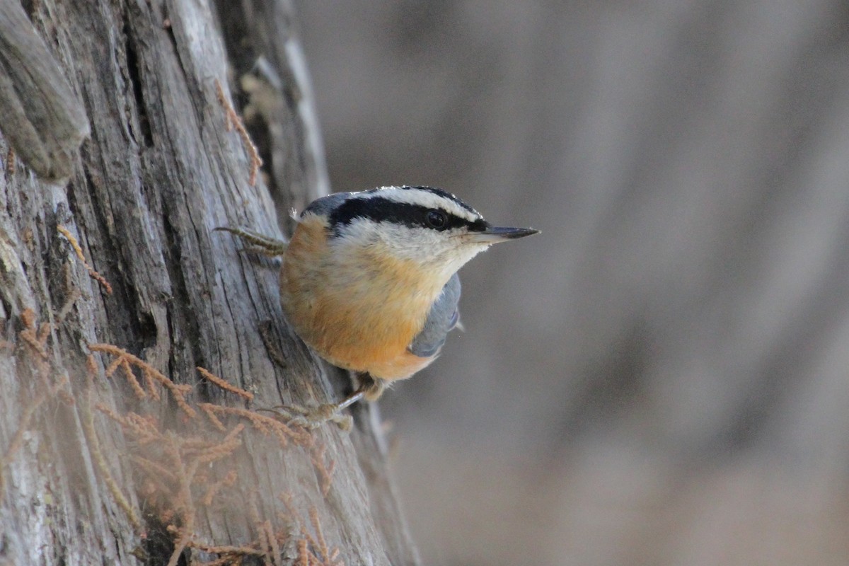 Red-breasted Nuthatch - ML182804281