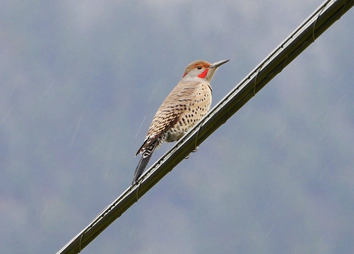 Northern Flicker (Yellow-shafted x Red-shafted) - ML182806071