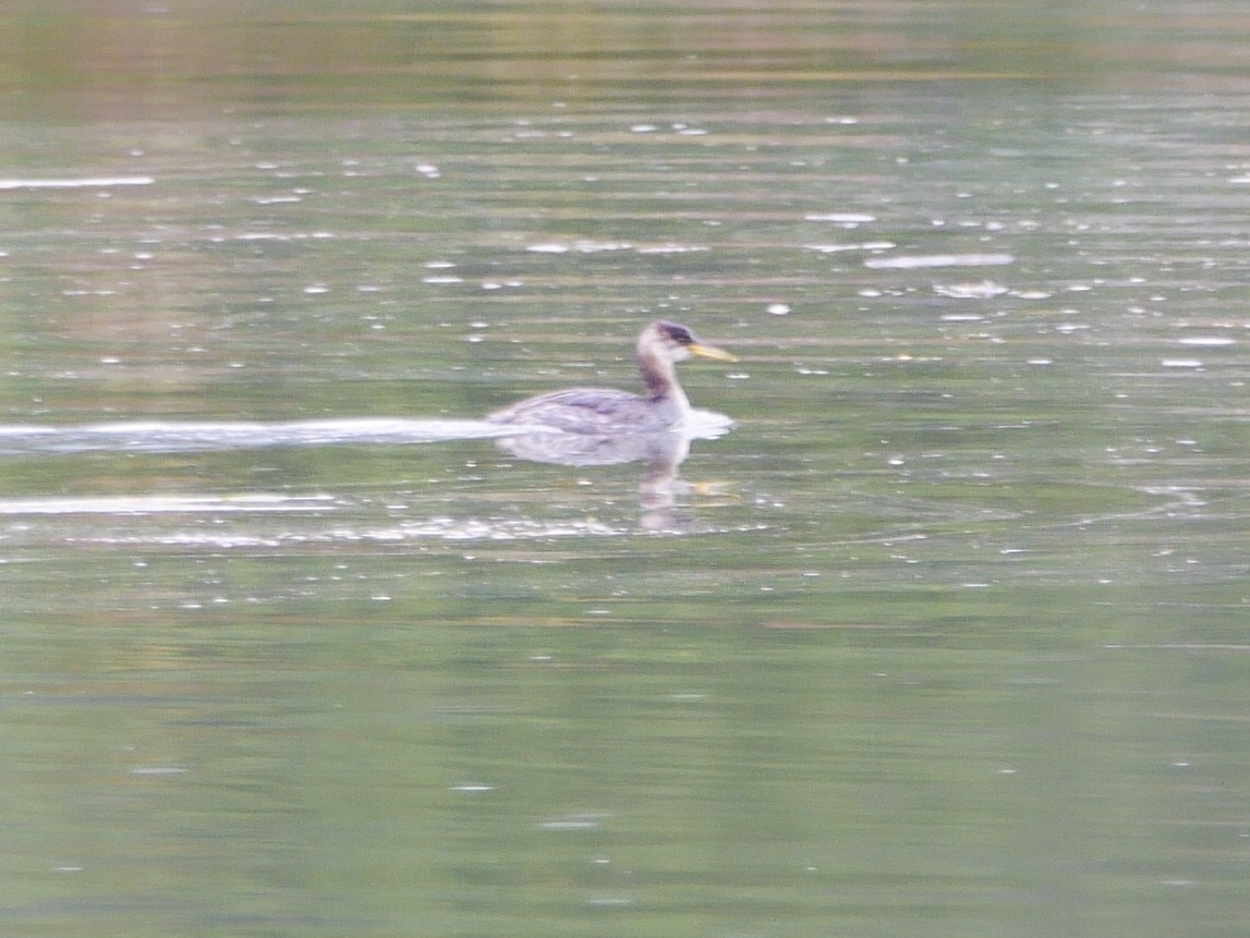 Red-necked Grebe - ML182806231