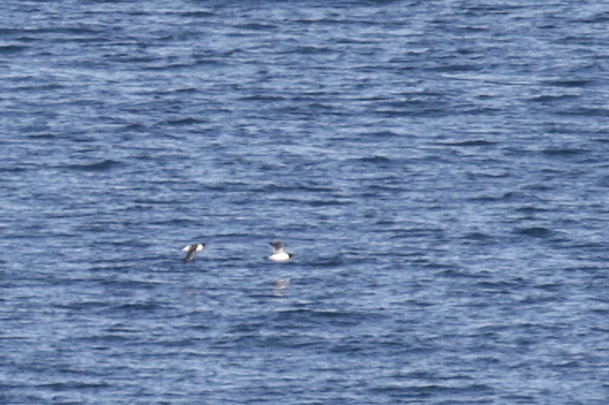 Thick-billed Murre - ML182806521