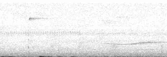 Pracht-Kragenparadiesvogel - ML182810