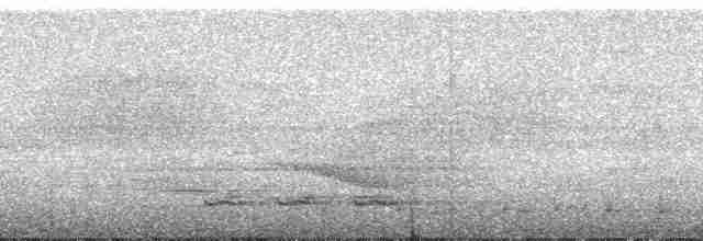 Дивоптах-шилодзьоб чорний - ML182811