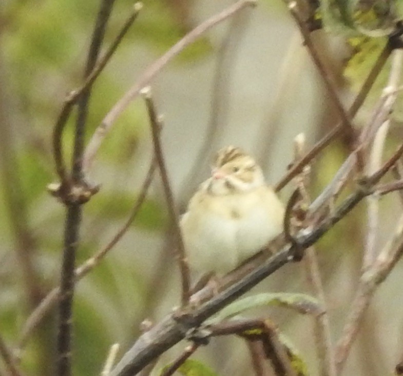 Clay-colored Sparrow - ML182813471