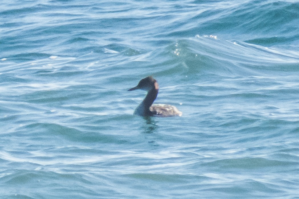 Red-necked Grebe - ML182814991
