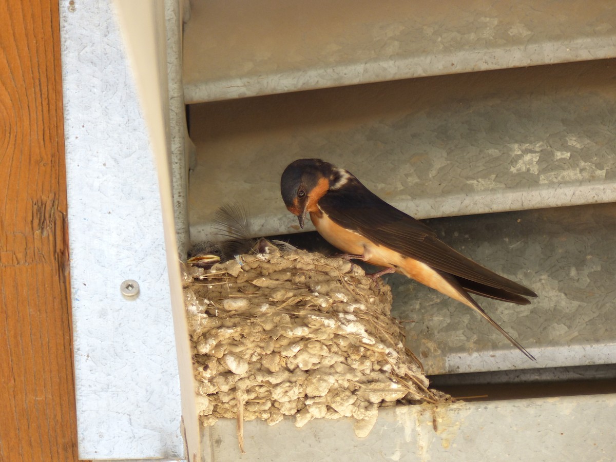 Barn Swallow - ML182815641