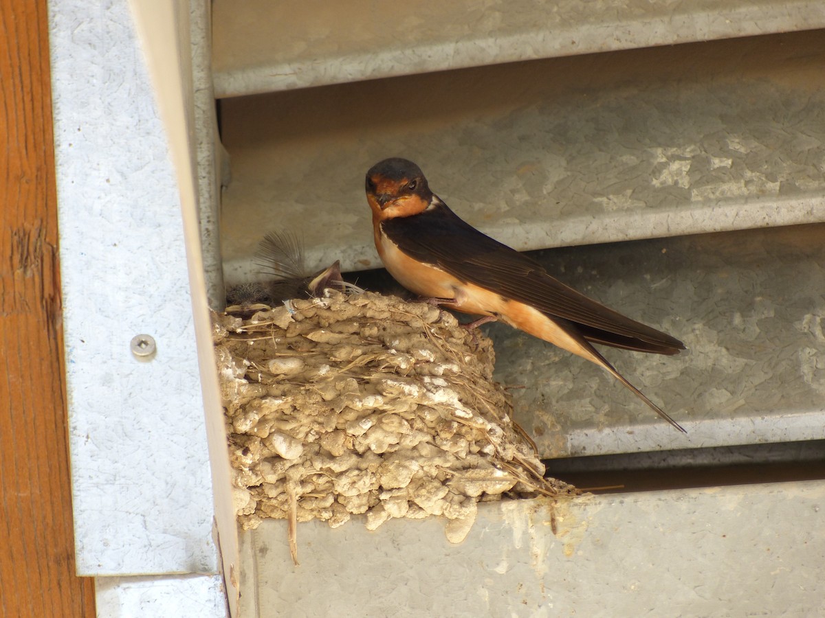 Barn Swallow - ML182815661