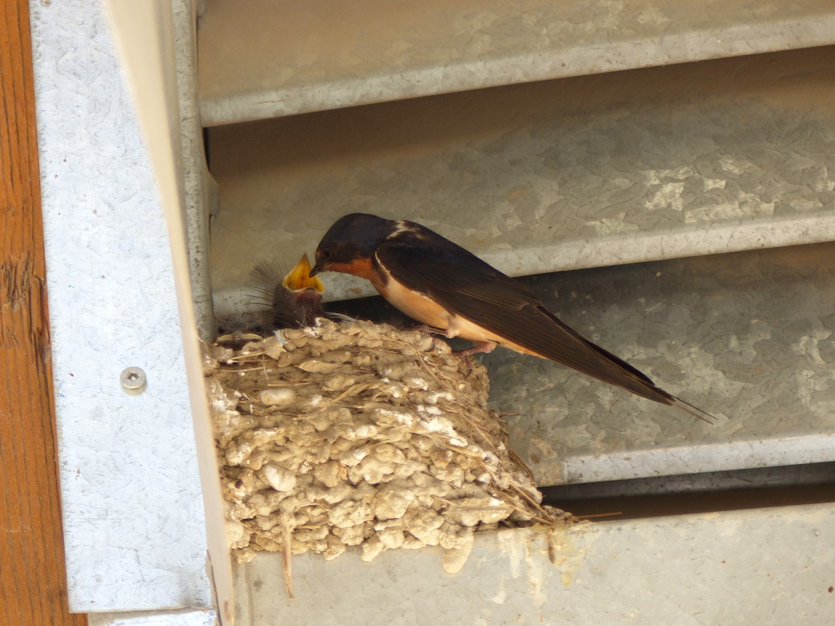 Barn Swallow - ML182815701