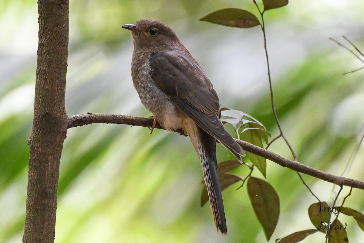 Fan-tailed Cuckoo - ML182818521
