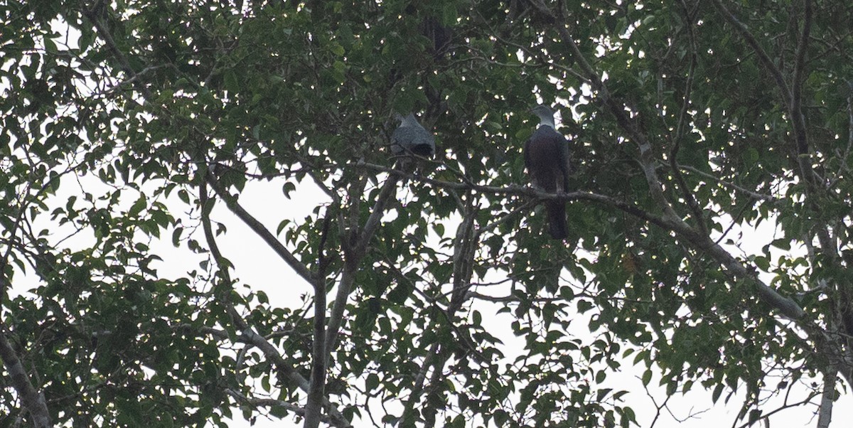 Spotted Imperial-Pigeon - Forest Botial-Jarvis
