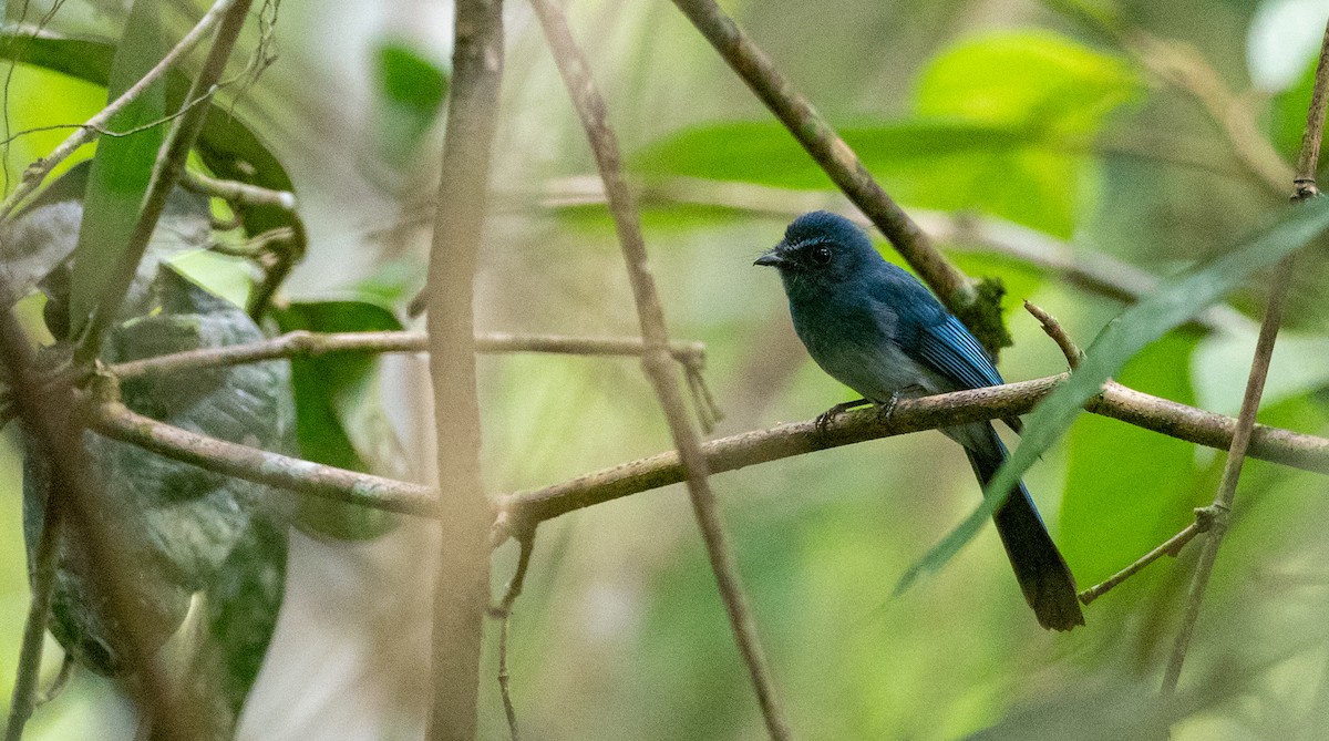 Mindanao Blue-Fantail - Forest Botial-Jarvis