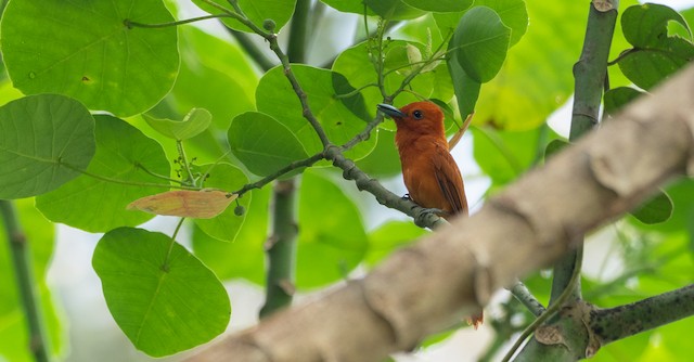 A roosting bird in Sultan Kudarat, Philippines. - Rufous Paradise-Flycatcher - 