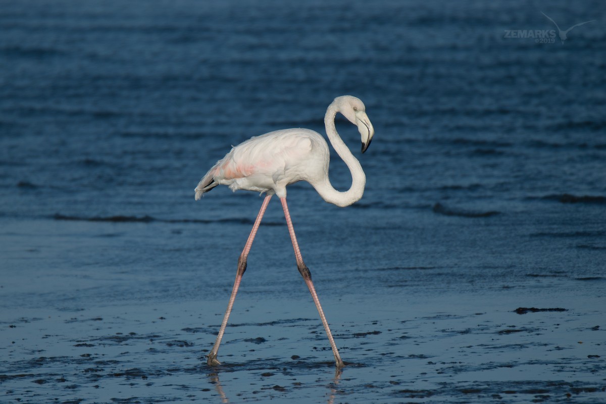 Greater Flamingo - José Marques