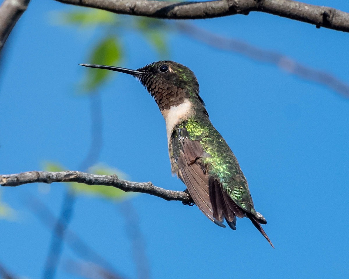 Ruby-throated Hummingbird - David Hall