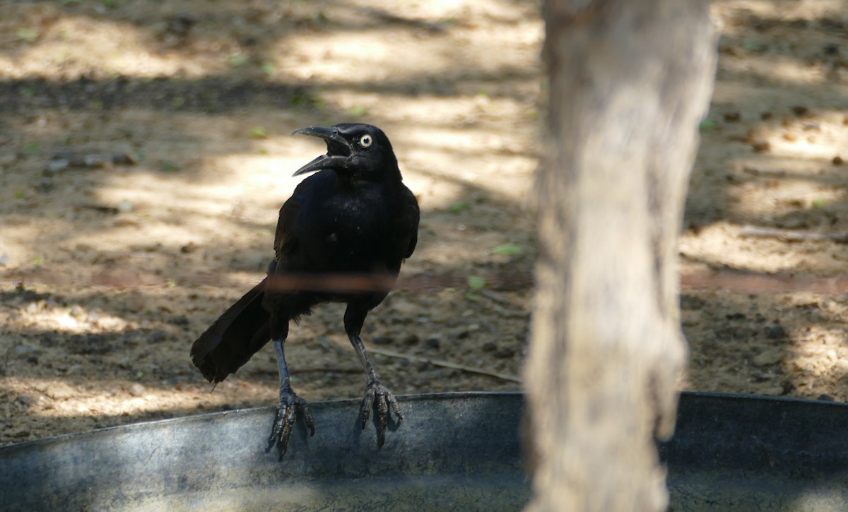 Great-tailed Grackle - ML182830561