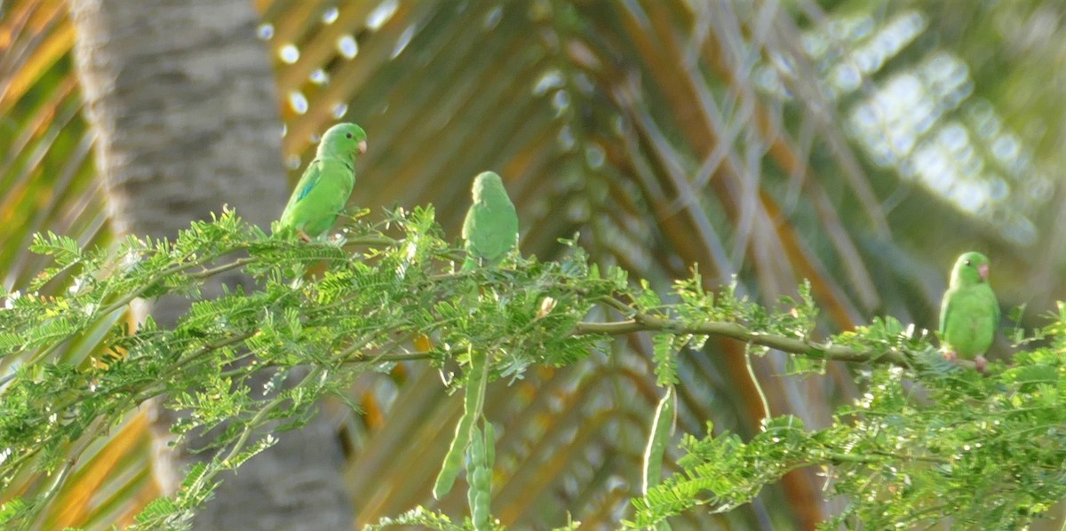 Зелёный воробьиный попугайчик - ML182830731