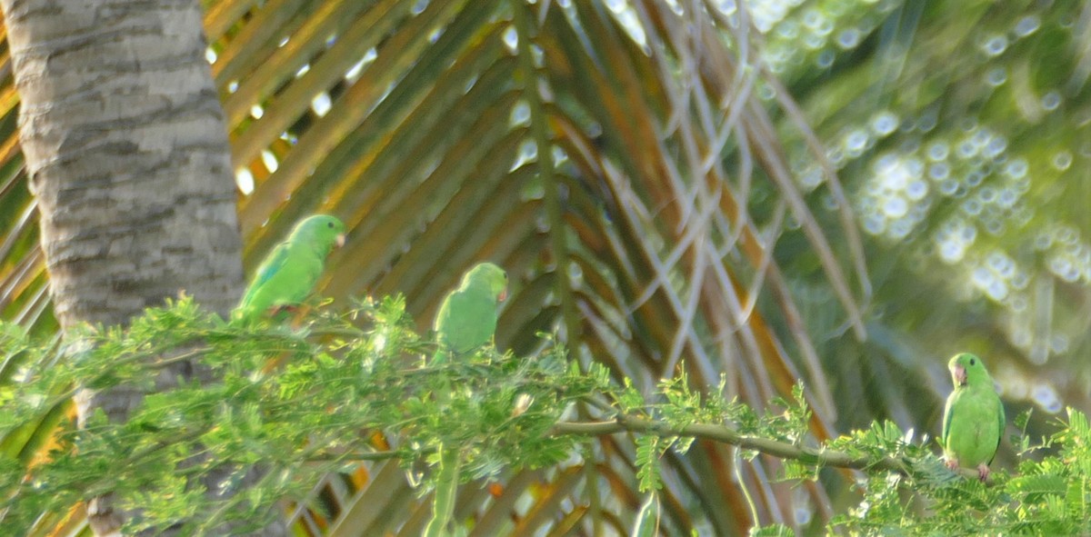 Зелёный воробьиный попугайчик - ML182830741