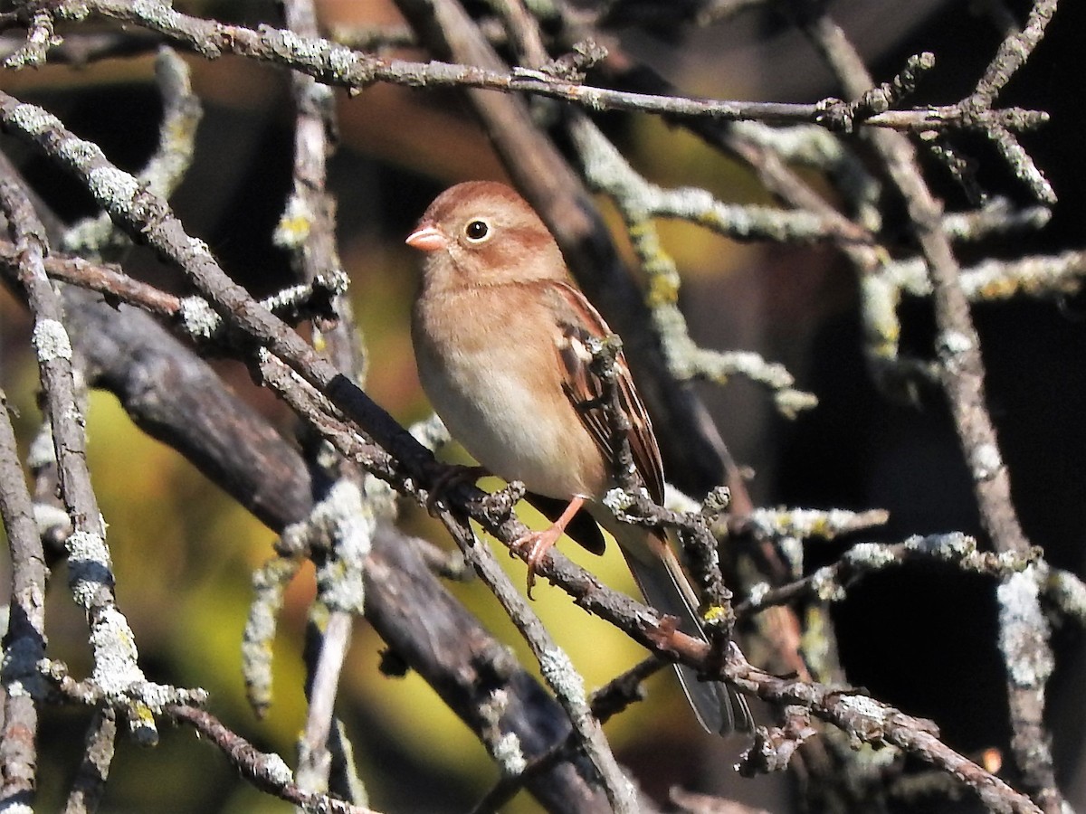 Field Sparrow - Mark Jennings