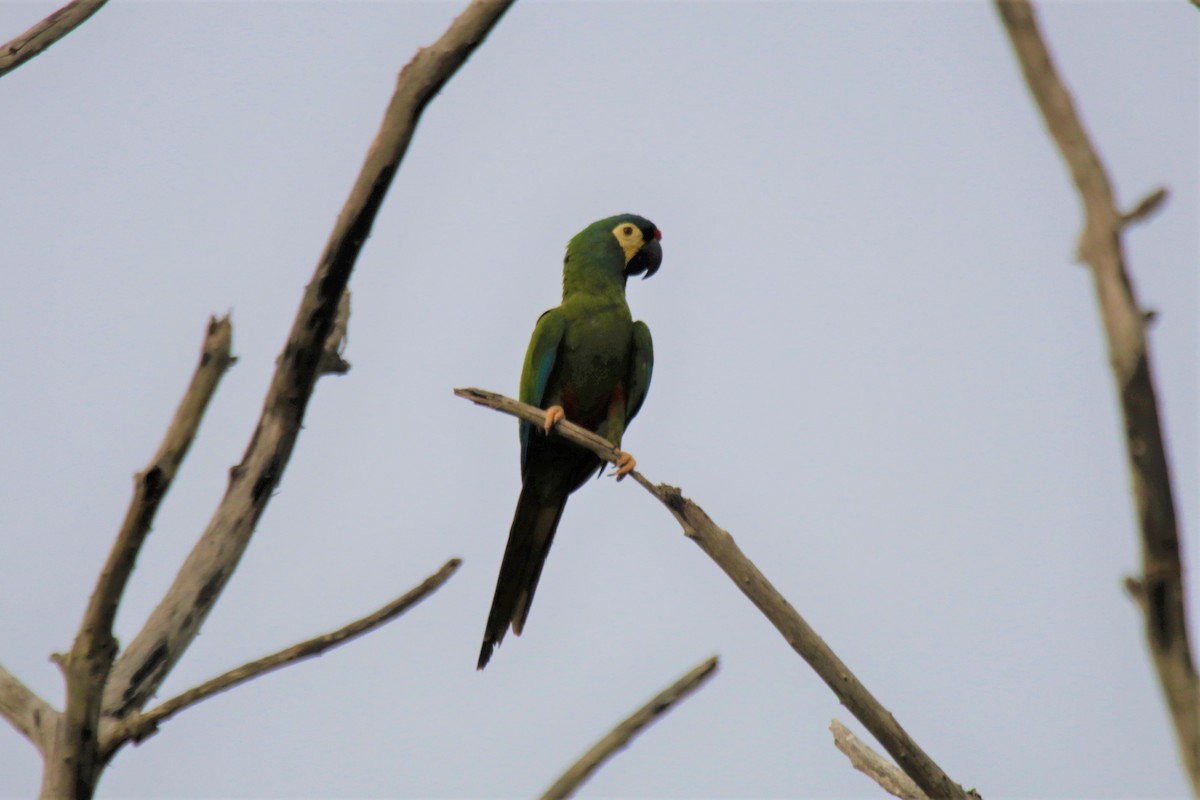 Blue-winged Macaw - Doug Kibbe