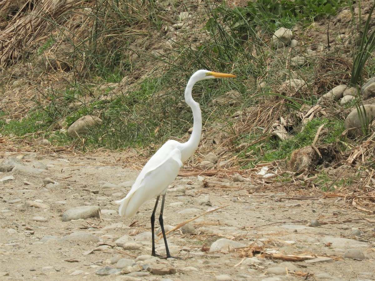 Great Egret - Cliff Cordy