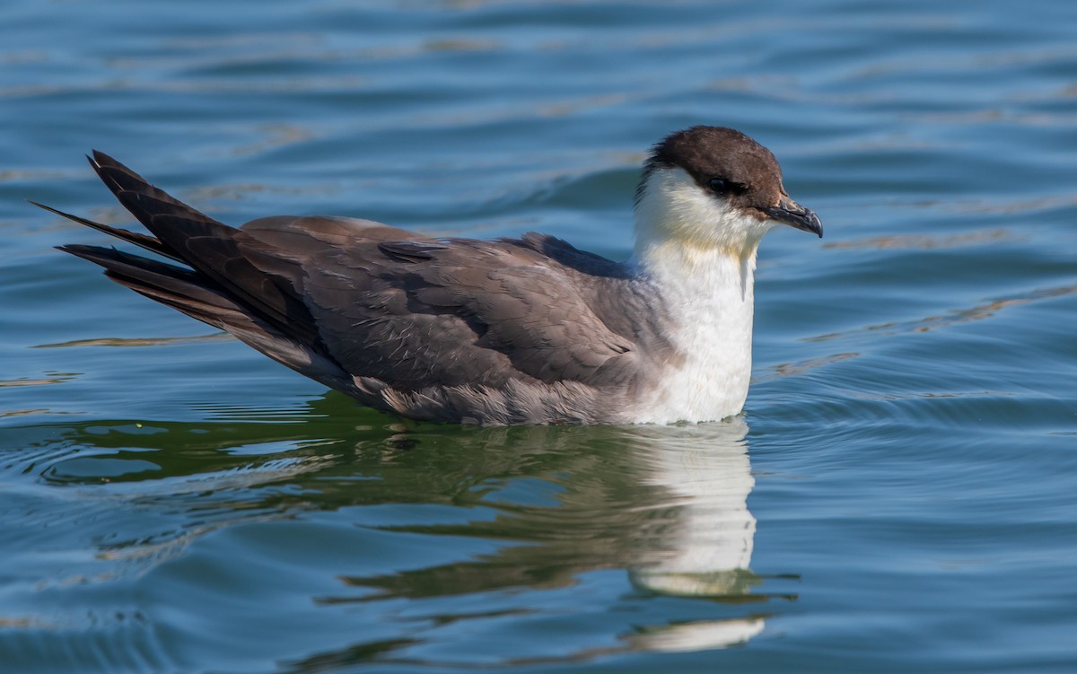 Long-tailed Jaeger - Mary McSparen