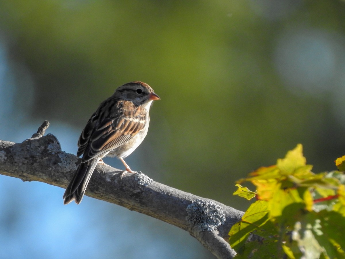 Chipping Sparrow - ML182850691