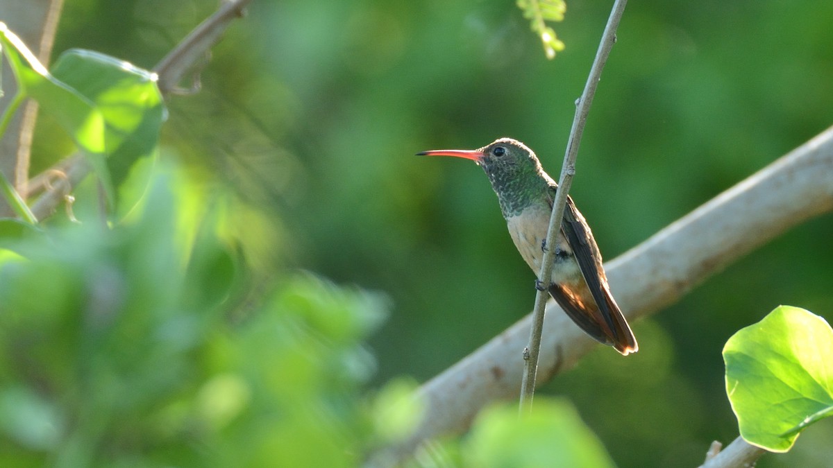 Buff-bellied Hummingbird - Miguel Aguilar @birdnomad