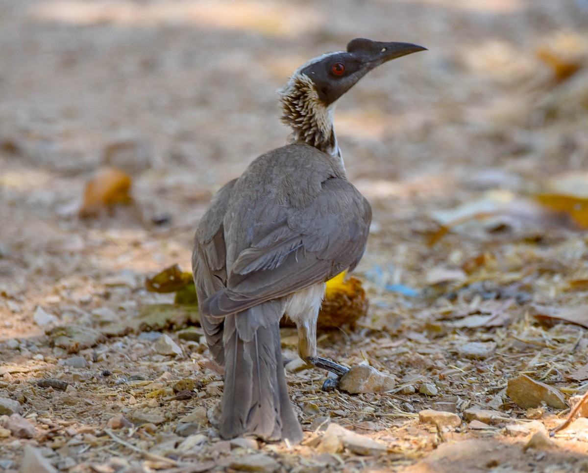 Silver-crowned Friarbird - ML182854631