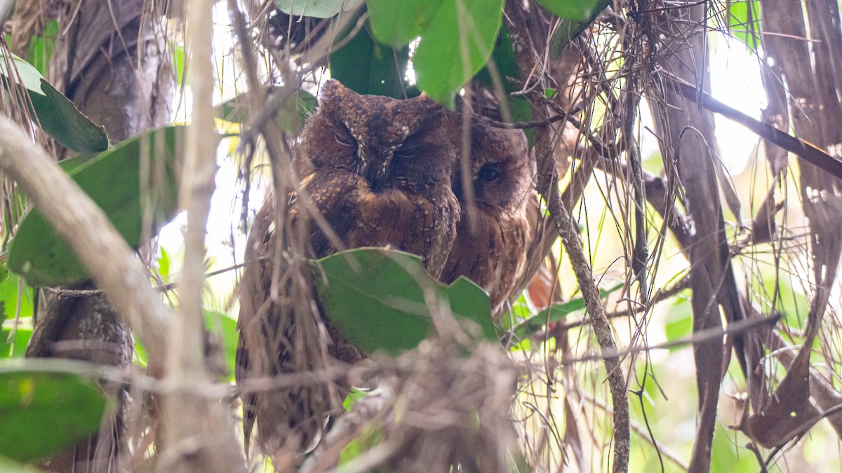 Madagascar Scops-Owl (Rainforest) - ML182857231