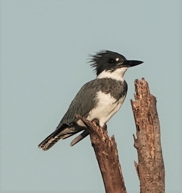 Belted Kingfisher - Shirley Wilkerson