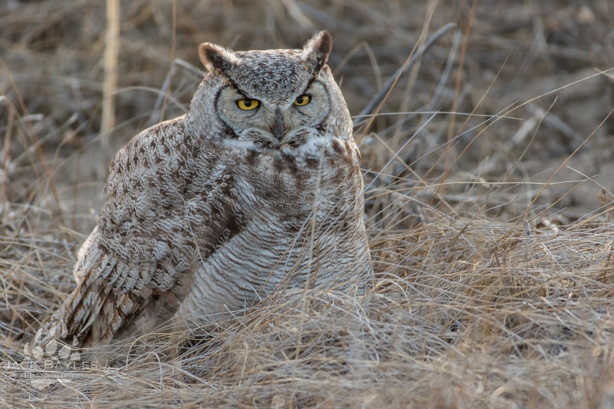 Great Horned Owl - ML182861881