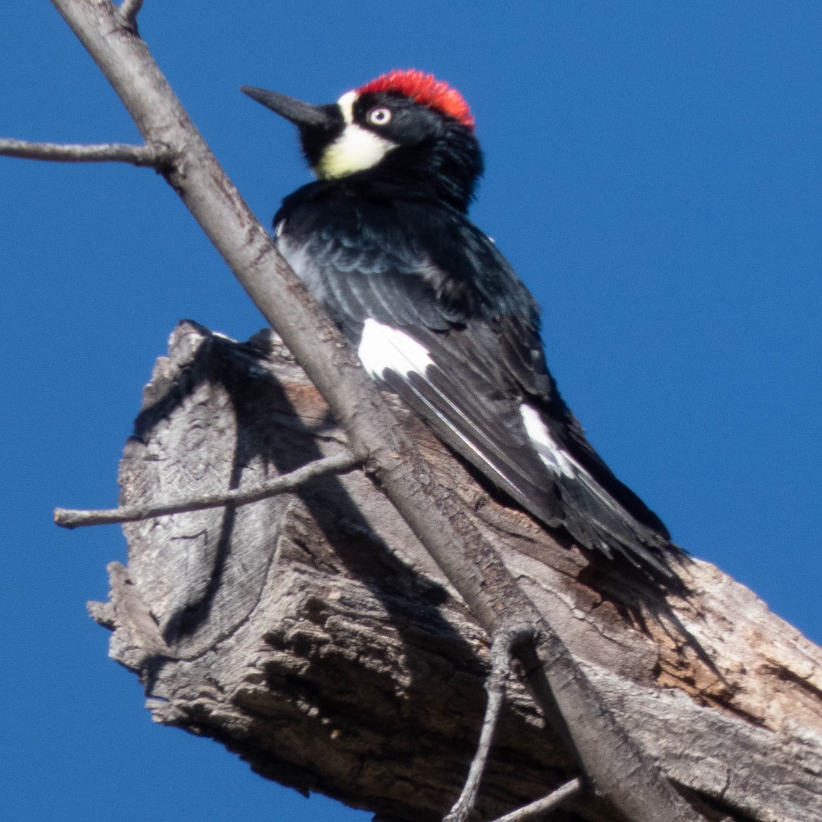 Acorn Woodpecker - ML182862701