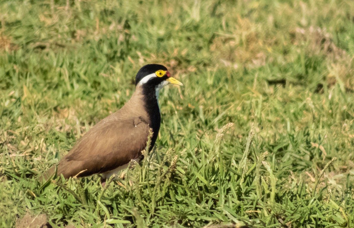 Banded Lapwing - ML182863411