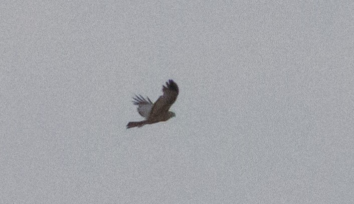 Spotted Harrier - ML182865561