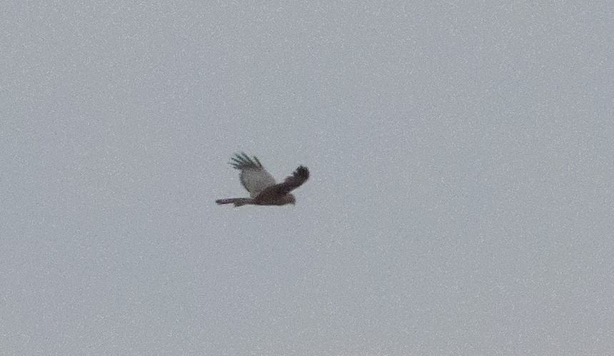 Spotted Harrier - ML182865581