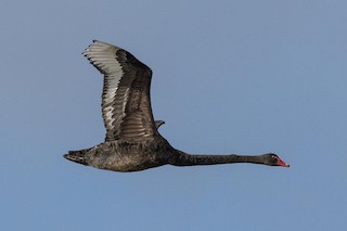 Black Swan, ML182865811