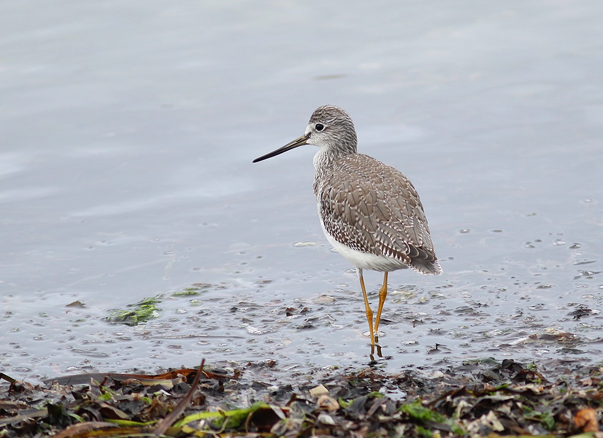 Greater Yellowlegs - Marie O'Shaughnessy