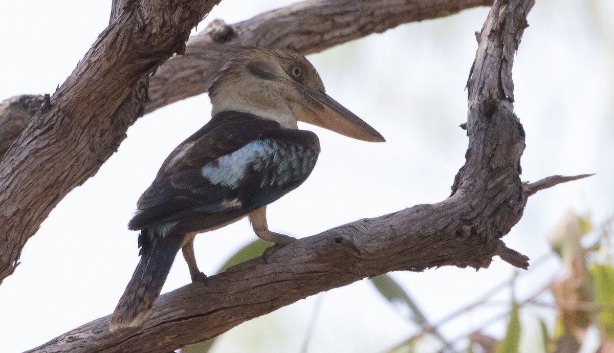 Blue-winged Kookaburra - Caleb Putnam