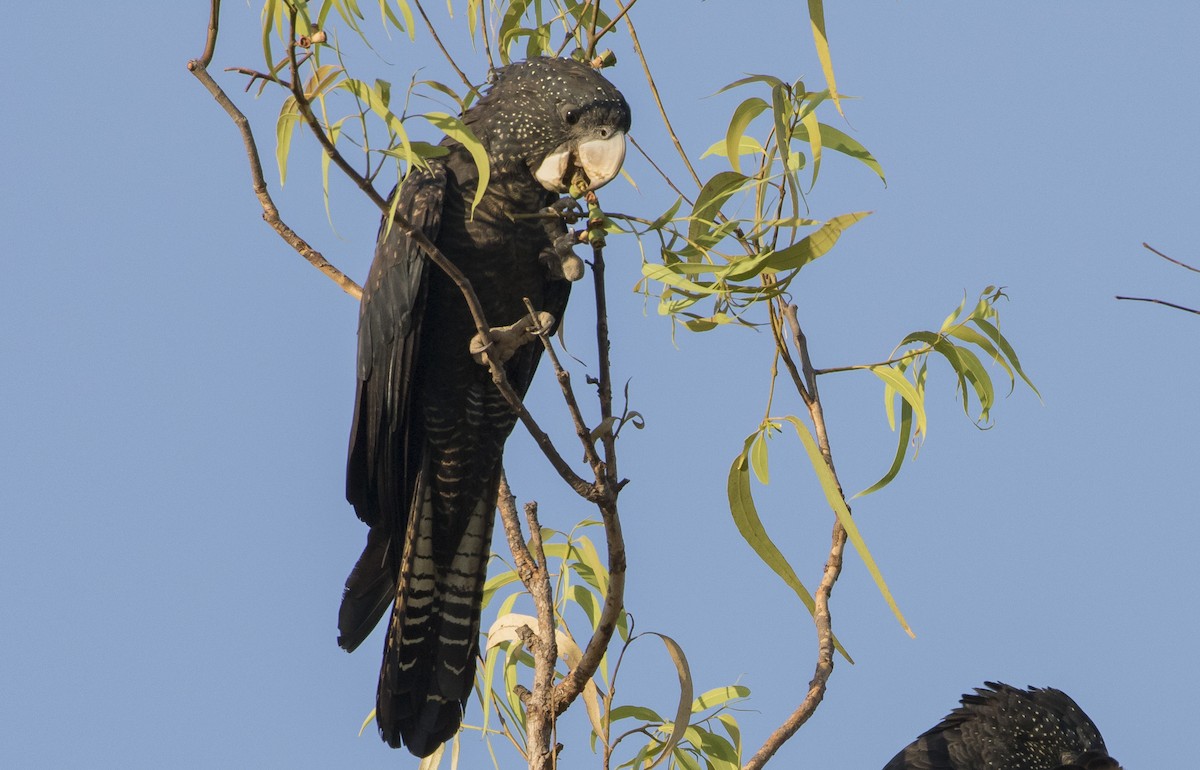 Red-tailed Black-Cockatoo - ML182868891