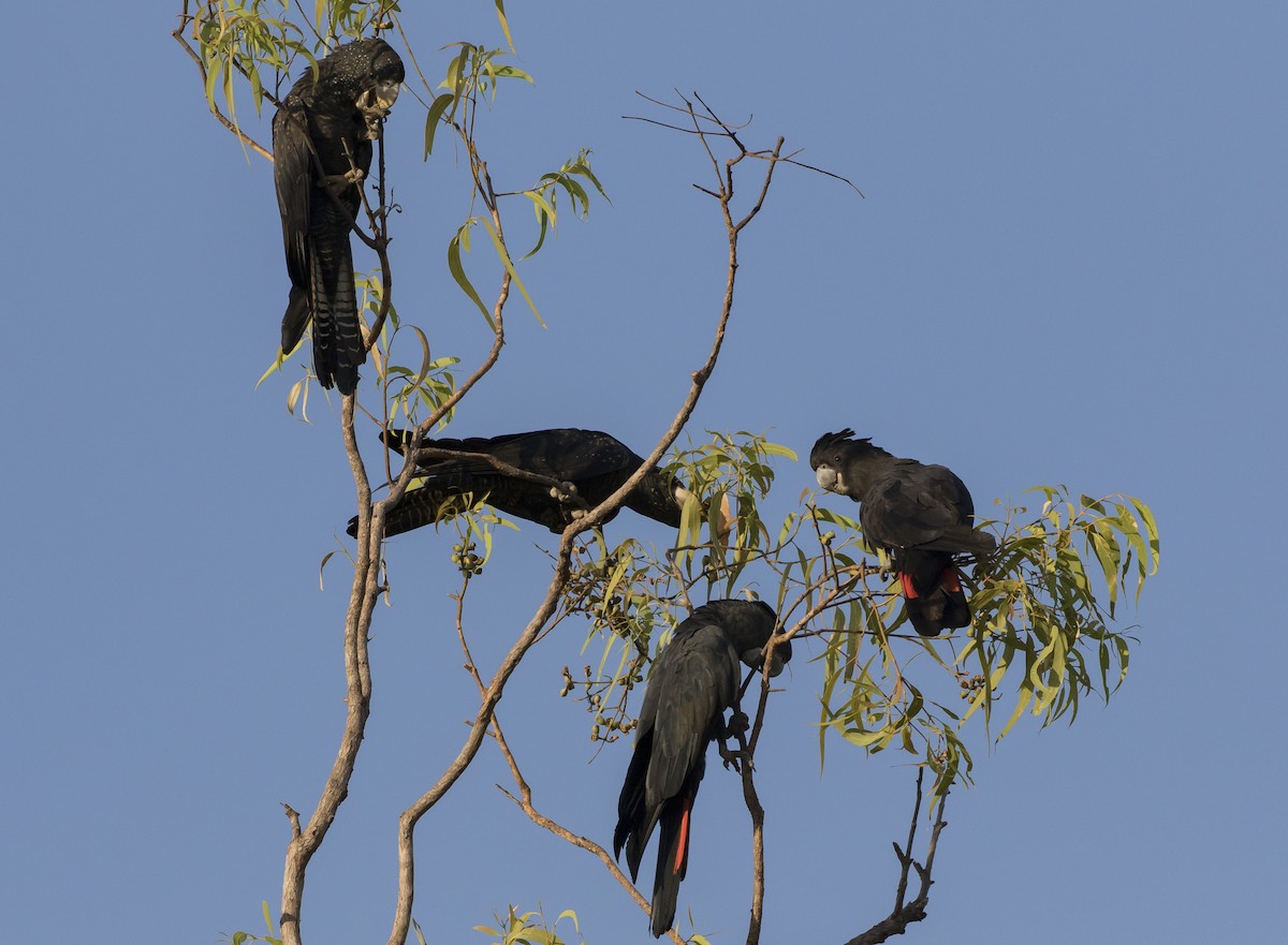 Red-tailed Black-Cockatoo - ML182868901