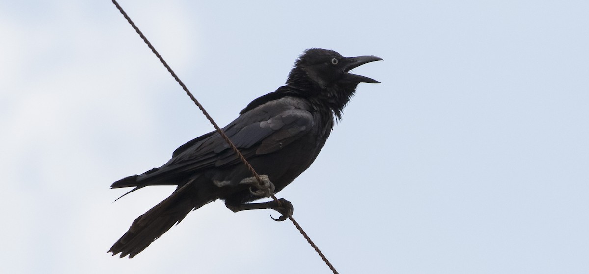 Torresian Crow - ML182870861