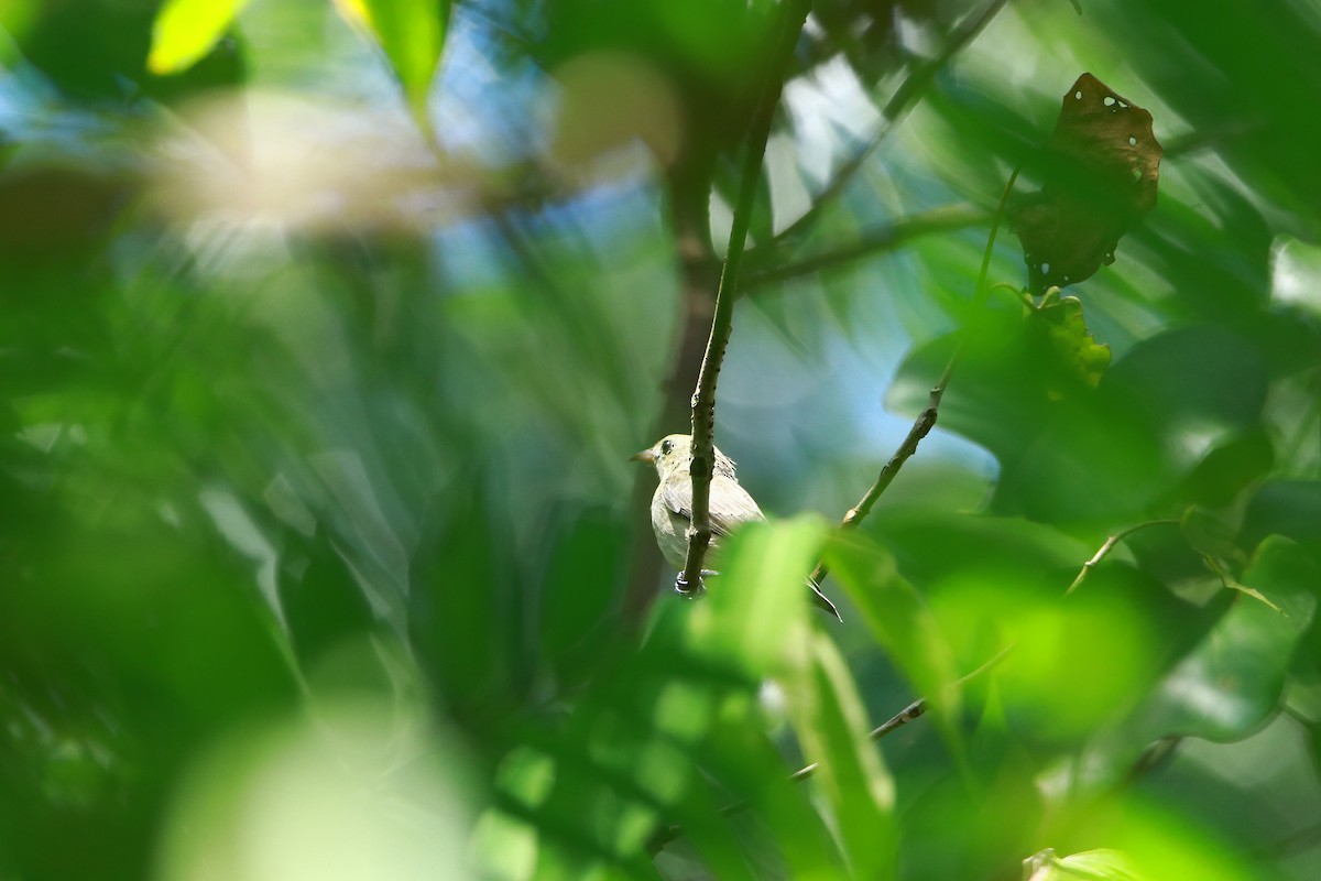 Pale-billed Flowerpecker - ADARSH  G