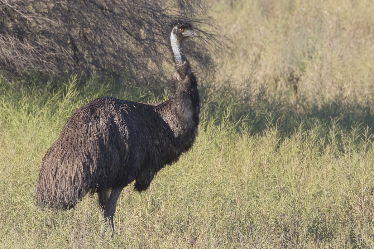 emu hnědý - ML182874751
