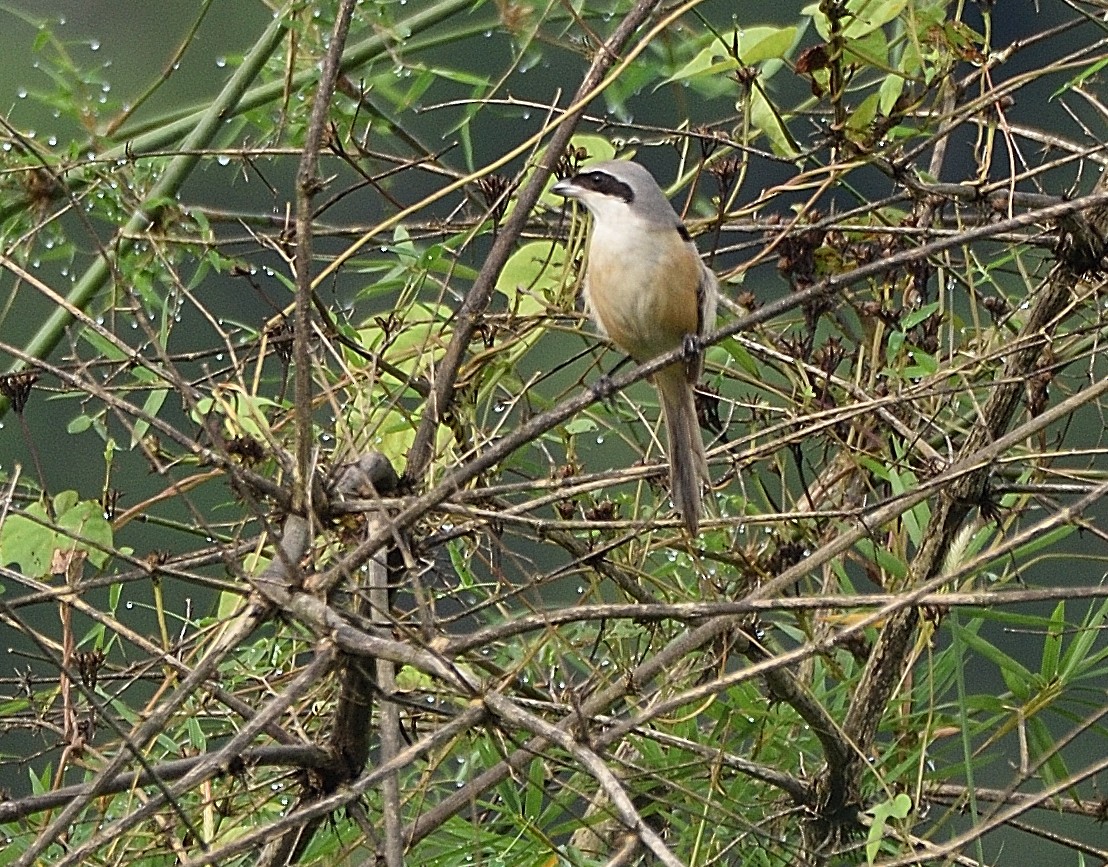 Long-tailed Shrike - Arun Prabhu
