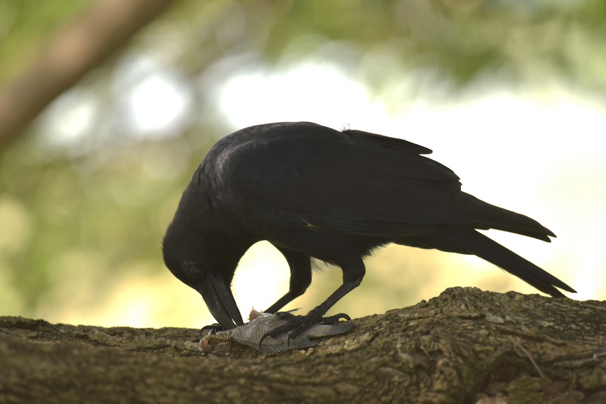 Large-billed Crow - ML182876941