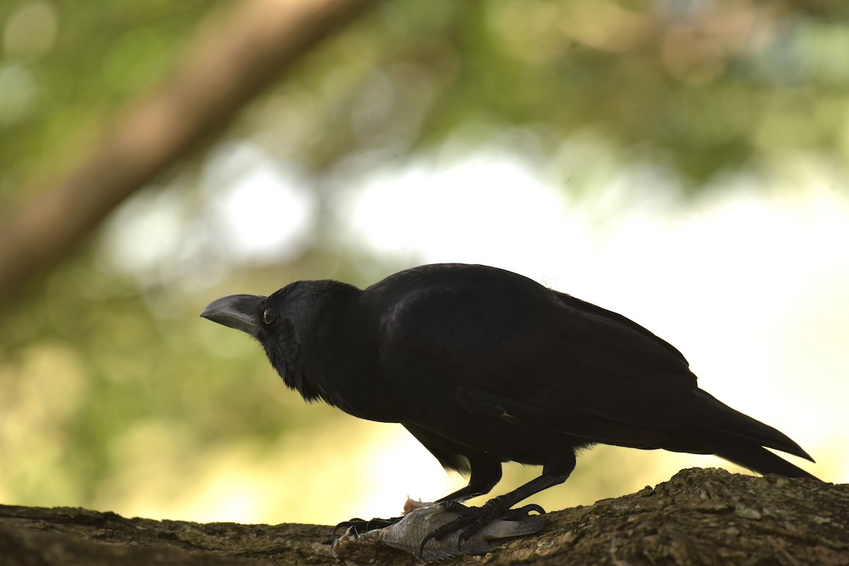 Large-billed Crow - ML182876951