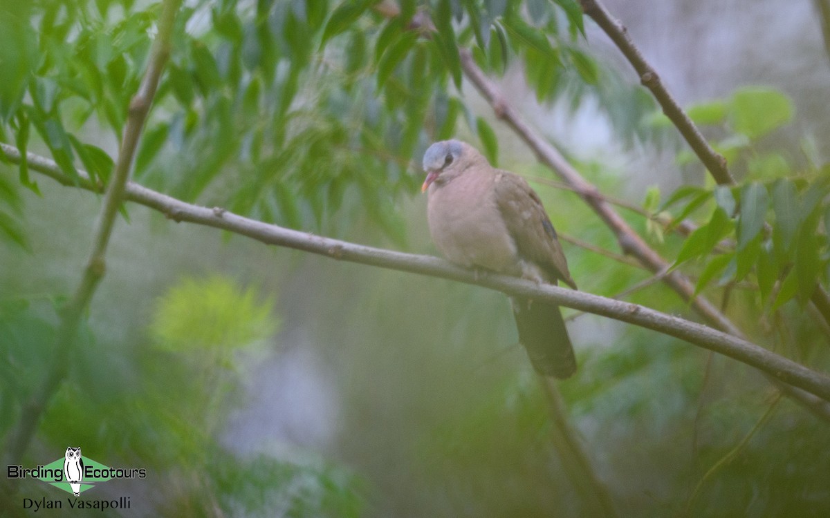 Blue-spotted Wood-Dove - Dylan Vasapolli - Birding Ecotours