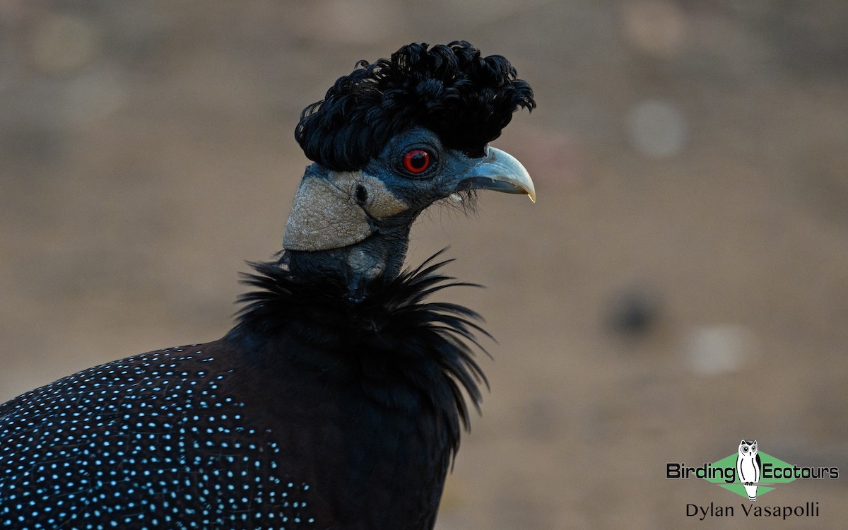Southern Crested Guineafowl - Dylan Vasapolli - Birding Ecotours